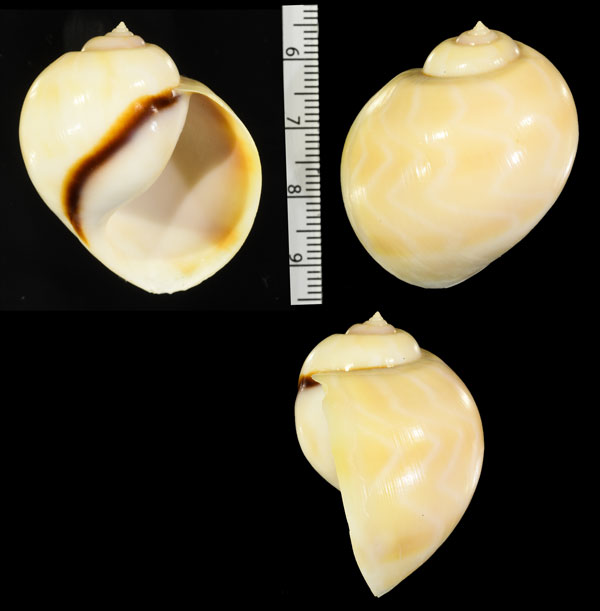 モクレンタマガイ Cernina fluctuata small