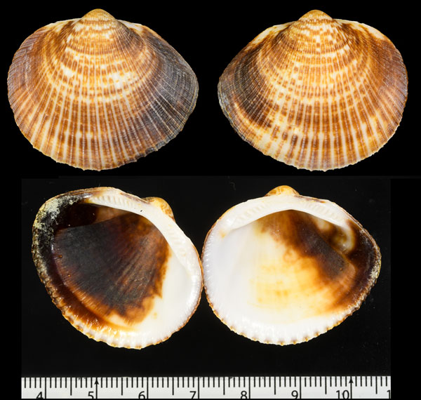 ミナミソメワケグリ Glycymeris hedleyi small