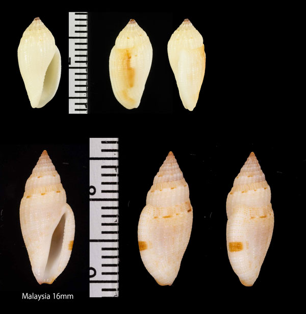 ハブタエコトツブ Eucithara conohelicoides small