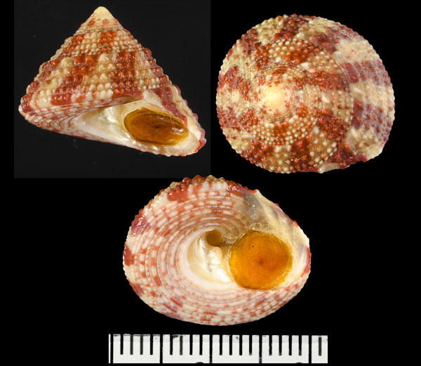 サラサウズ Trochus radiatus small