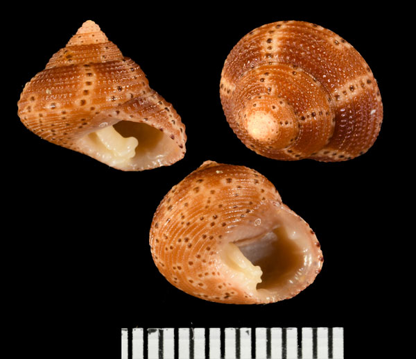 シモニナツモモ (仮称) Clanculus simoni small