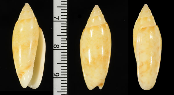 シンカイマクラ (仮称) Oliva bathyalis small