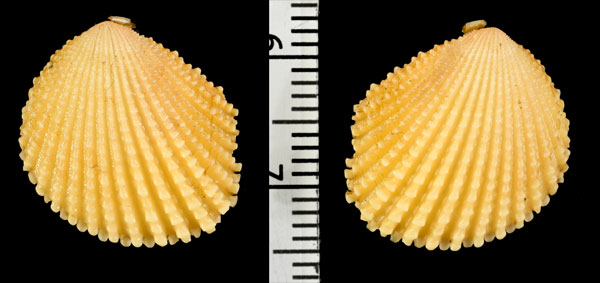 ヒメシンサンカクガイ Neotrigonia uniophora small