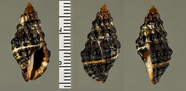 イランのホラダマシ 未詳 Cantharus sp. small