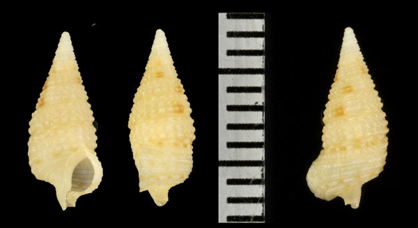 クチナガカニモリ Ataxocerithium serotinum small