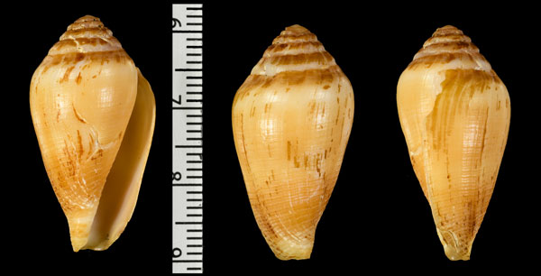 カシュウイモガイ Californiconus californicus small
