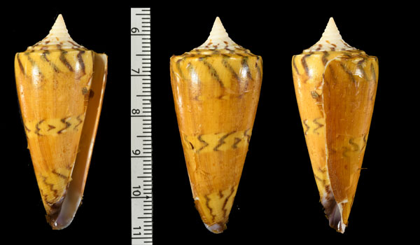 アカシマミナシの一型 Conus generalis regenfussi small