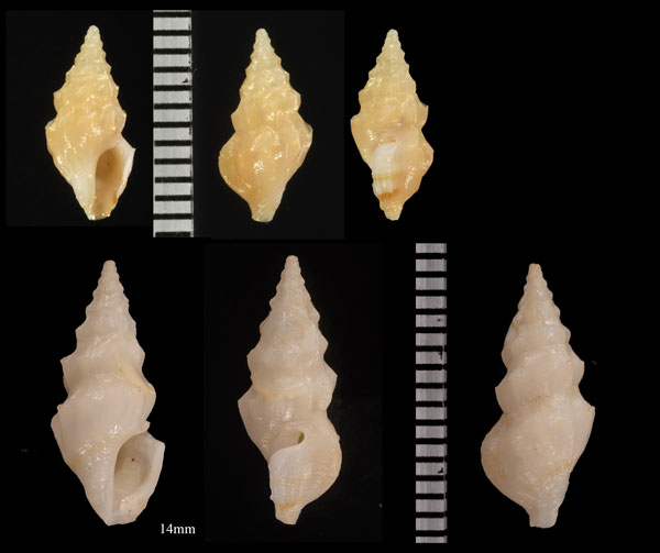 イッスンツノクダマキ (仮称) Clavus minutissimus small