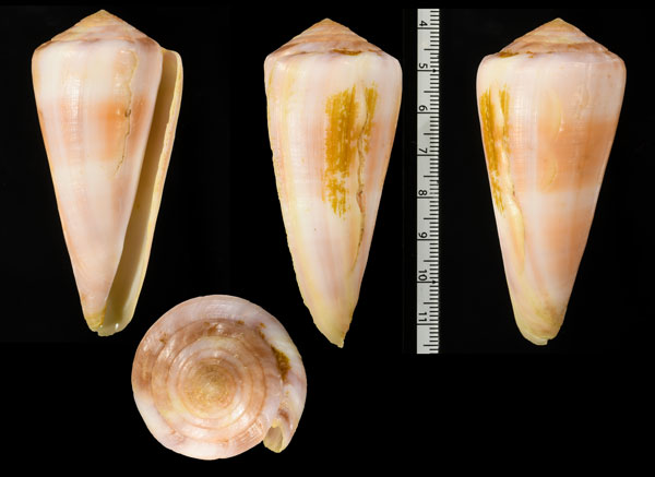 インドヒメサクライモ (仮称) Conus malabaricus small