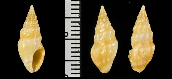 スソカガリペルシャクダマキ 未詳 Clavus sp. small