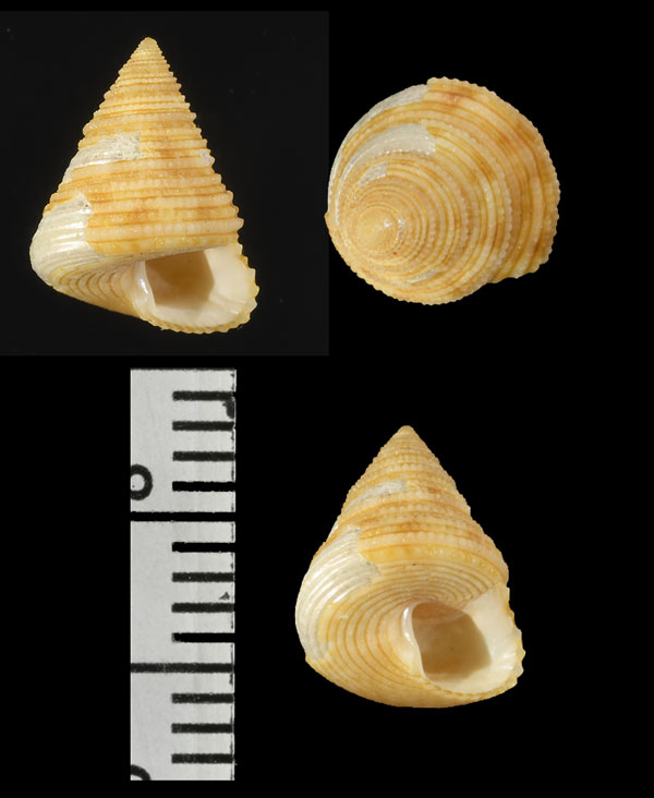 ネビルエビス (仮称) Dactylastele nevilli small