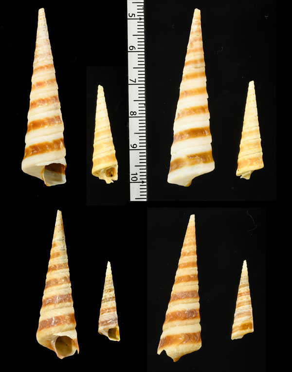 チャオビキリガイダマシ Turritella declivis small
