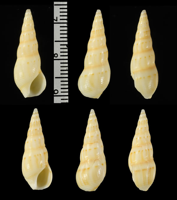 ナガナツメバイ (仮称) Bullia diluta small