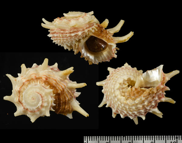 シロポッペカタベ (仮称) Angaria scalospinosa small