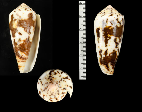 マダラヤキイモ Conus magus metcalfii small