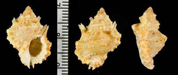 デイビッドオキニシ (仮称) Bursa davidboschii small