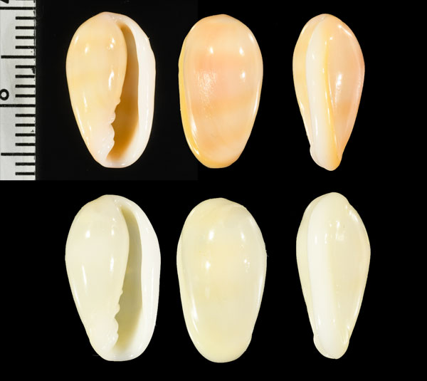 インドカイコヘリトリ (仮称) Volvarina indica small