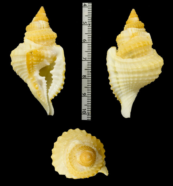カノコイボボラ Distorsio decipiens small