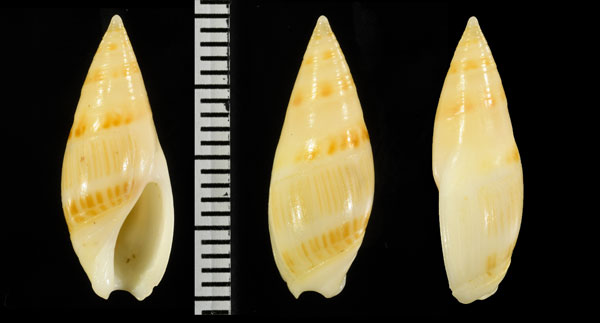 ホソリュウグウボタルの仲間 Amalda sp. small