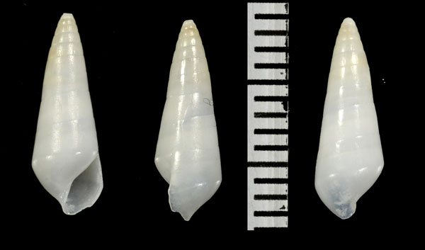 シリオレセトモノガイ Melanella solidula small