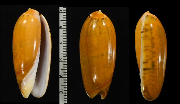 キンマクラ 金枕 Oliva irisans cryptospira small