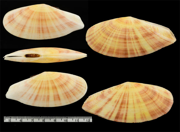 ヒノデガイ Tellina crucigera small