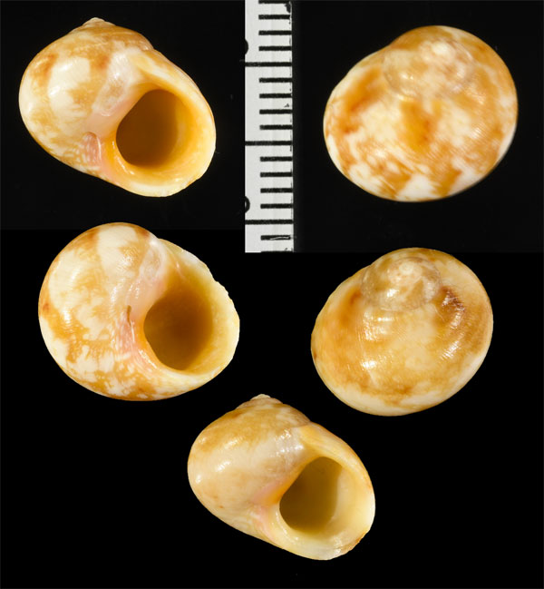サラサダマ Chrysostoma paradoxum small