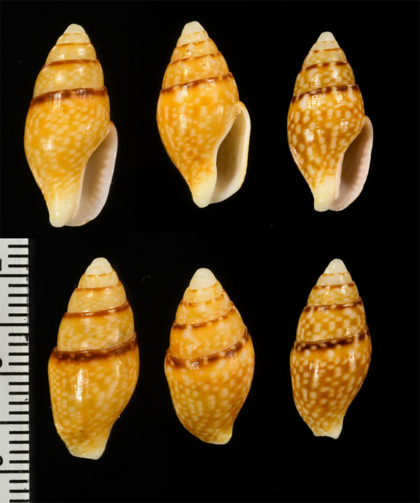 アカエリムシエビ (仮称) Pyrene flava filmerae small