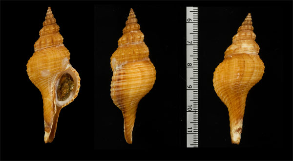 レグランドナガニシ Fusinus undulatus small