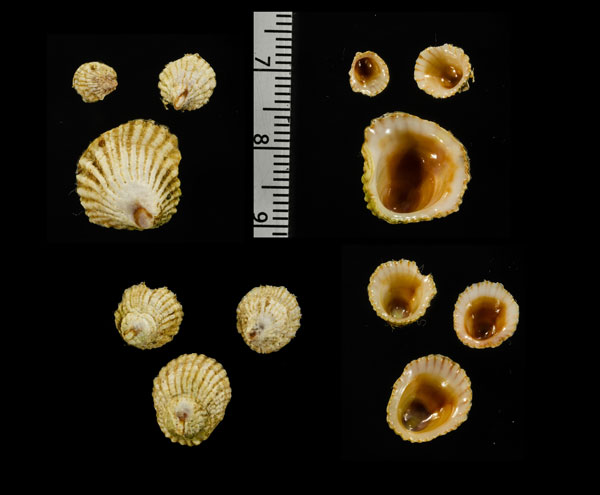 ゴウシュウキクスズメ 豪州菊雀 Sabia australis small