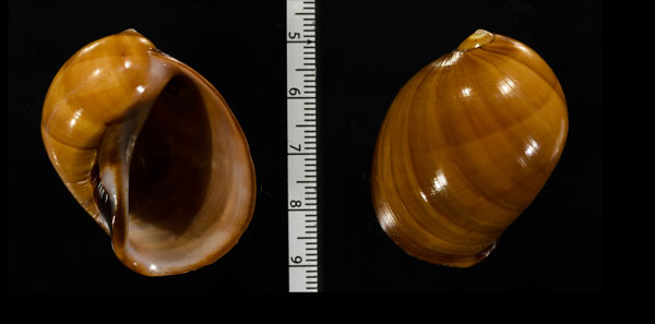 キネズミガイ Mammilla priamus small