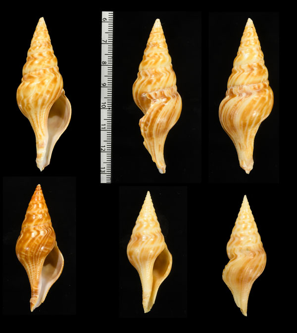 フクレハスジマイグチ (仮称) Turricula tornata fulminata small
