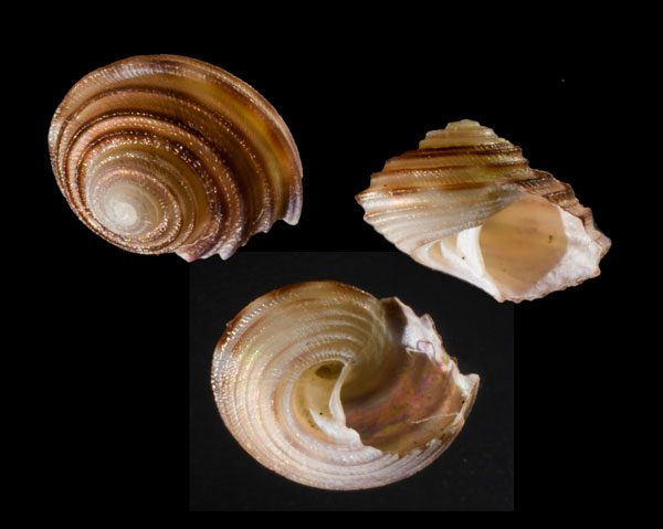 オケゾコアカスジシタダミ 未詳 Gibbula sp. small