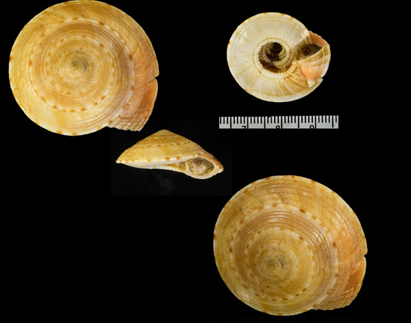 ハナガサグルマ Adelphotectonica kuroharai small