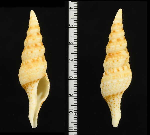 インドクダボラ (仮称) Turris crispa variegata small