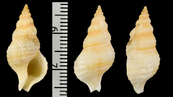ヒメニシ Nassaria acutispirata small