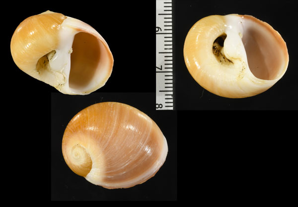 ウチヤマタマツバキ Polinices sagamiensis small