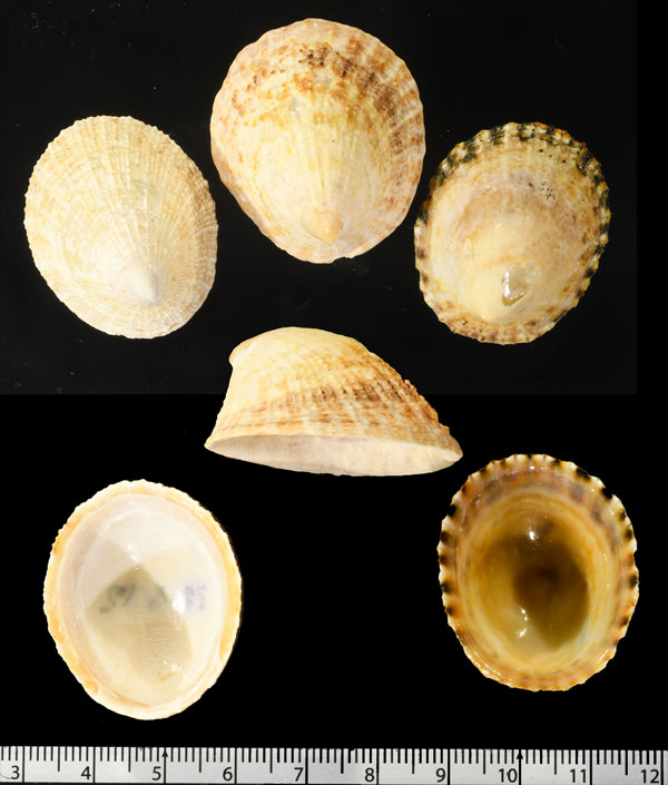 コビトボウシガイの仲間 Helcion pectunculus small