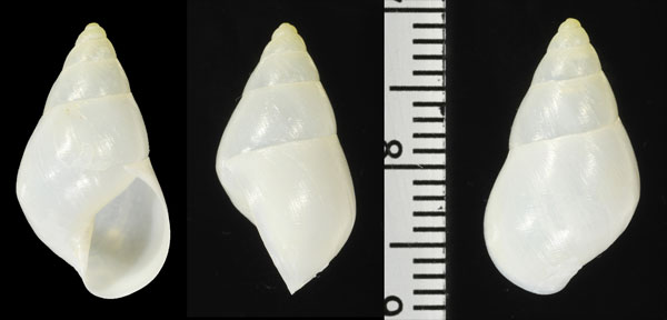サレイトウガタマイマイ (仮称) Drymaeus sallei small