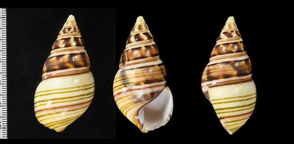 ゴシキイトヒキマイマイ Liguus fasciatus fasciatus small