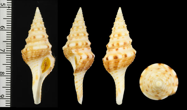 マダガスカルクダマキ (仮称) Lophiotoma madagascarensis small