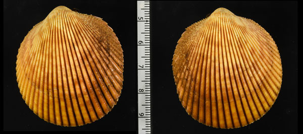 マダラザル Acrosterigma variegatum small
