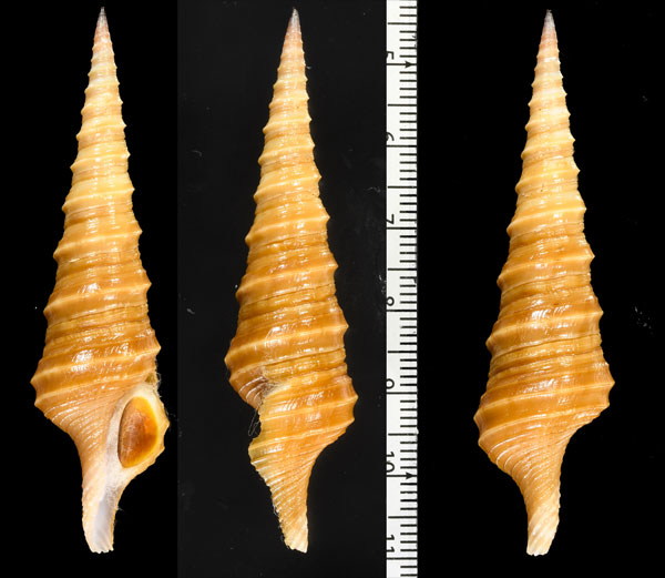 ワダチシャジク Turris cryptorrhaphe small