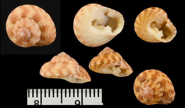 シマアラレナツモモ Clanculus floridus small