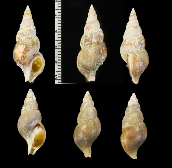 ツムバイの一型? Aulacofusus esychus kujiana aff. small