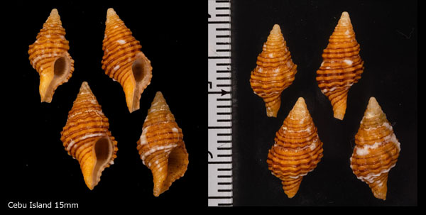 カザリニシキニナ Turrilatirus lautus small