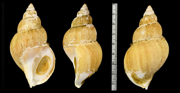 ヤワハダバイ Buccinum lyperum small