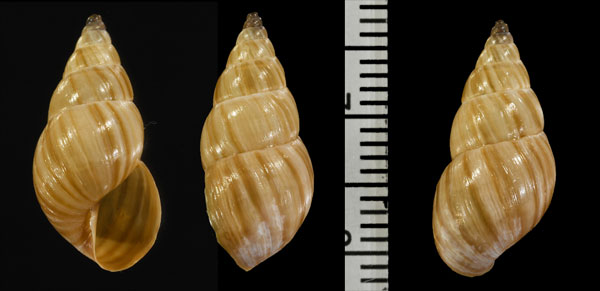 ヤタラジマトウガタマイマイ (仮称) Bostryx radiatus small