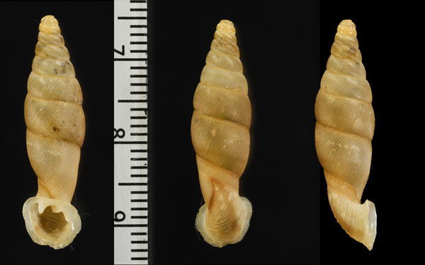 ツヤゴザンワニグチギセル (仮称) Grandinenia gastrum pallida small