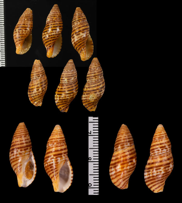 クロスジベッコウバイ Pisania fasciculata small
